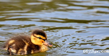 ios在哪下载taptap游戏|生态环境部有关负责人就“山东、江苏、安徽、河南四省发布南四湖流域水污染物综合排放标准”答记者问